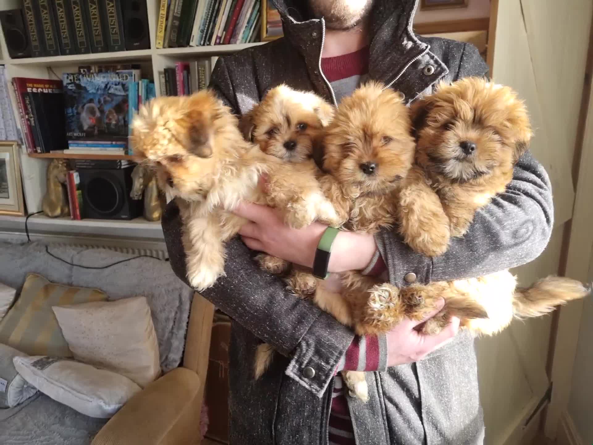 Lhasa Apso dogs for sale: KC Registered lhasa Apso puppies - Video 1