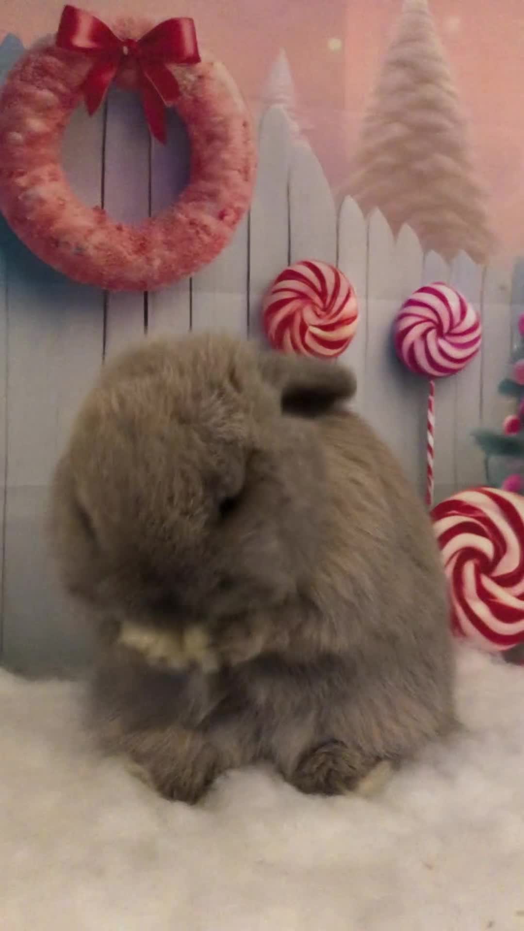 Mini Lop rabbits for sale: Gorgeous Blue Tort Mini Lop RESERVED - Video 1