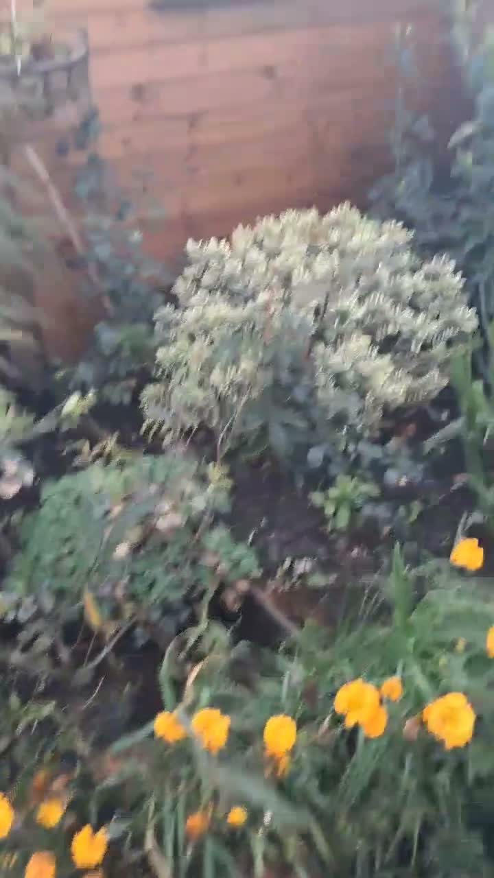 Pigeons birds for sale: Pidgeons  in Thornton-Cleveleys - Video 1