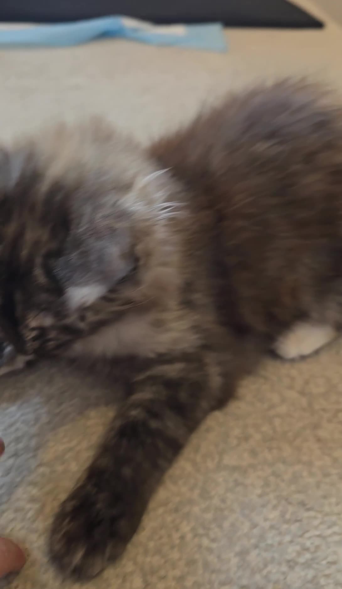 Maine Coon cats for sale: GCCF Maine Coon Kittens looking for forever homes - Video 1