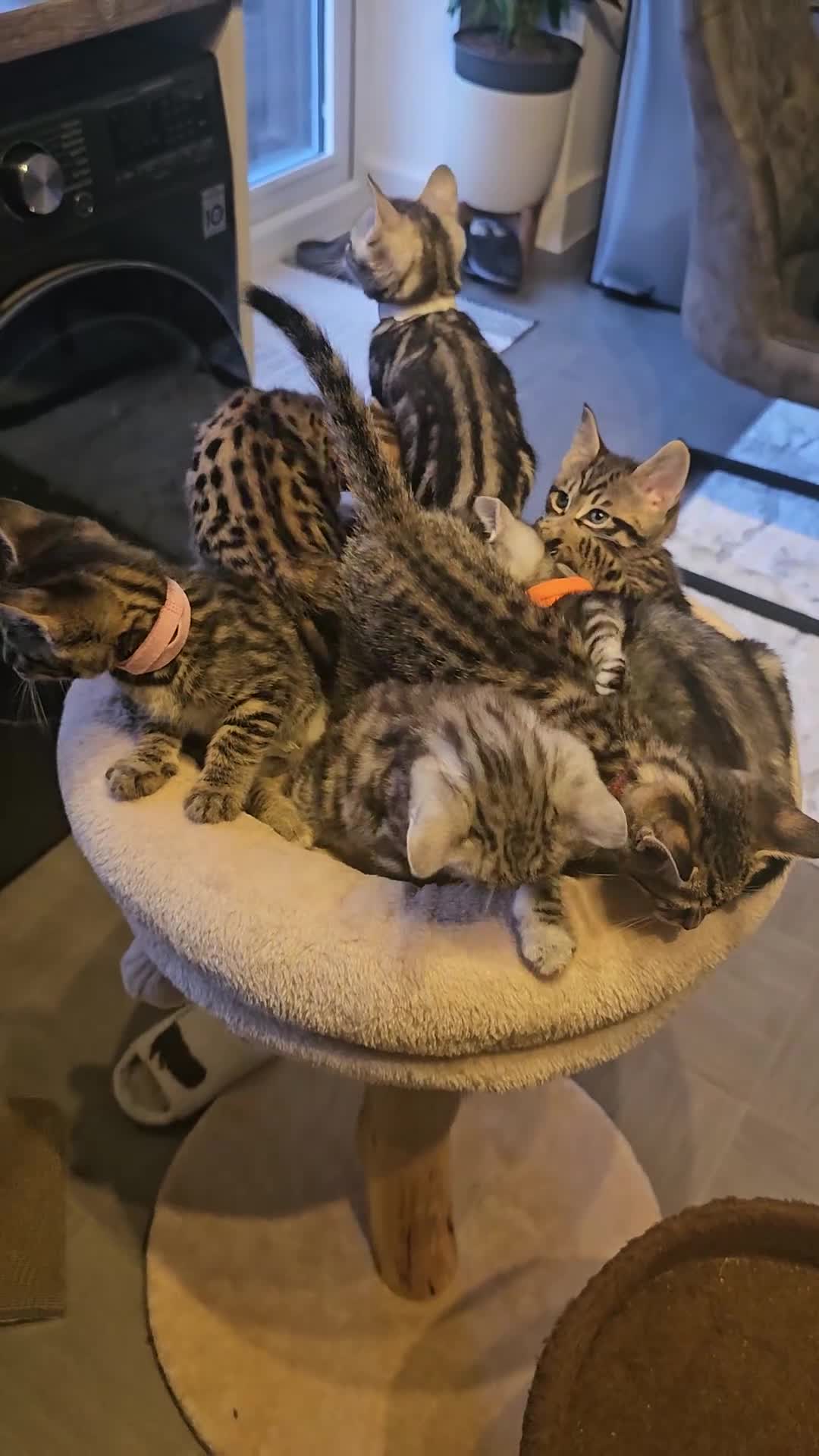 Savannah cats for sale: F3 Savannah Kittens for Sale - Video 2