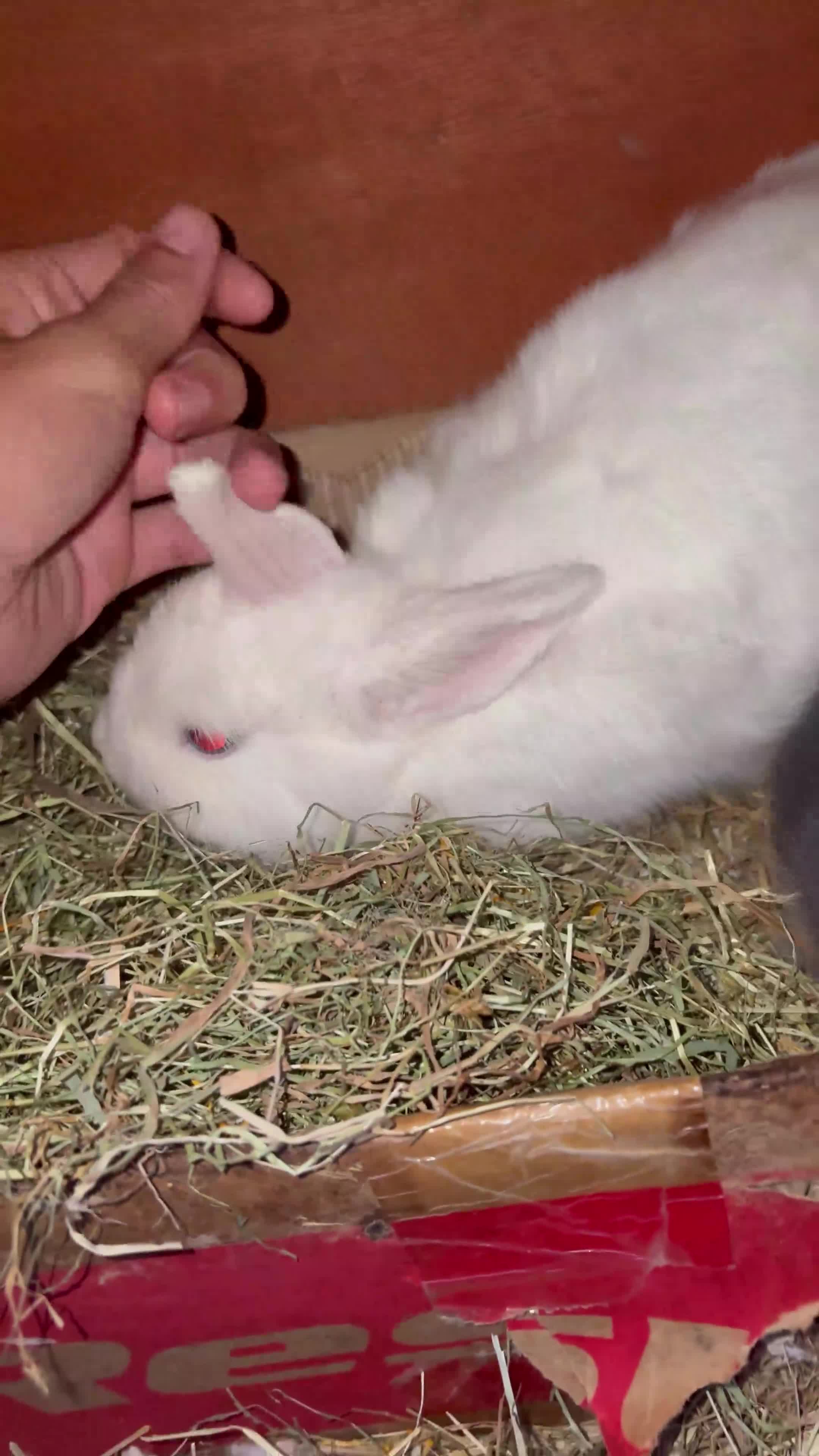 Netherland Dwarf rabbits for sale: cute Netherland dwarf bunnies in Abingdon - Video 1