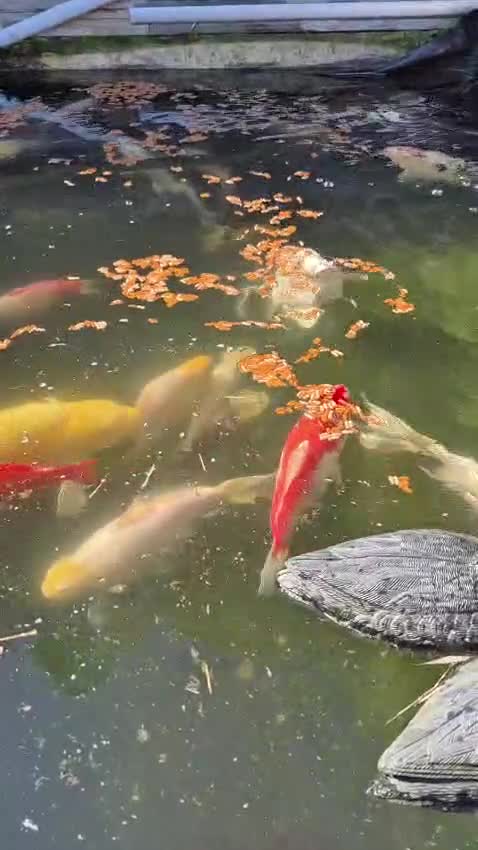 Koi Carp fish for sale: Various Koi Carp & Gold fish for sale in Leicester - Video 1