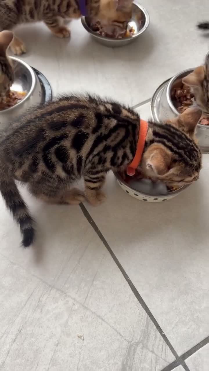 Bengal cats for sale: Quality Bengal kittens in Harrow - Video 1