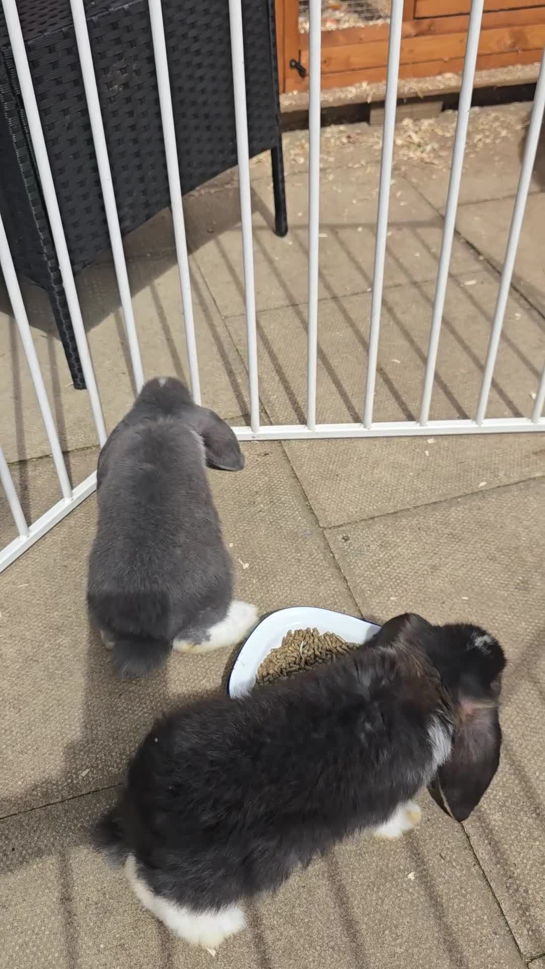 French Lop rabbits for sale: Pedigree giant french lop - Video 3