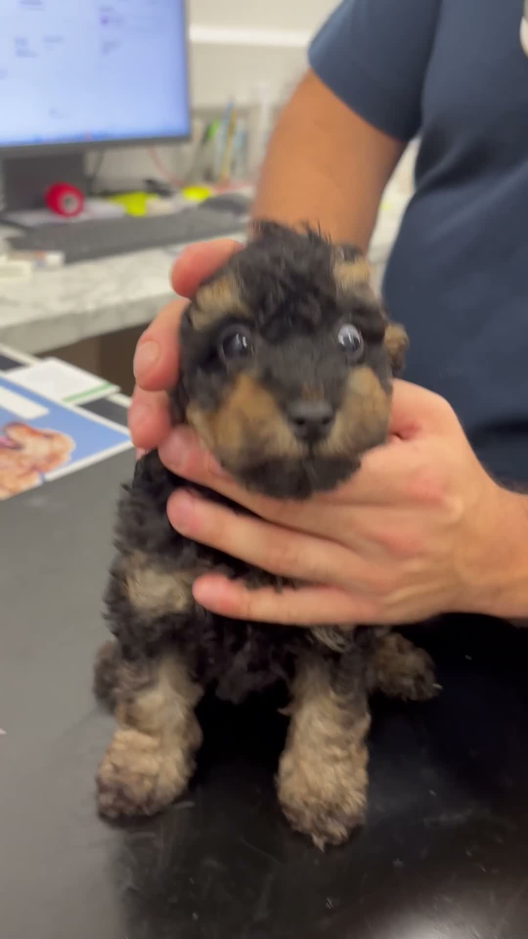 Toy Poodle dogs for sale: 3 Pedigree TOY POODLE GIRLS -ready now in Cheshire - Video 5