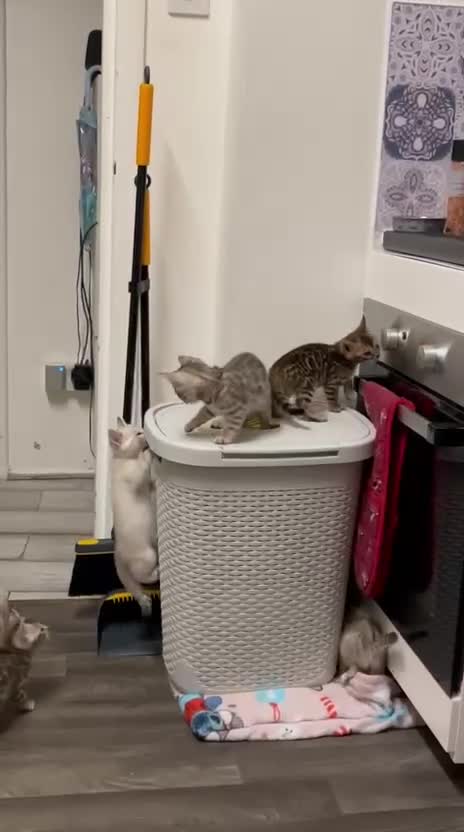 Bengal cats for sale: ✨ Exceptional Pure TICA Reg Bengal Kittens ✨  - Video 2