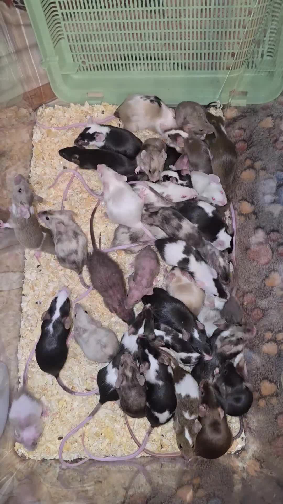 Mouse rodents for sale: Baby Fancy Mice, Mostly Females - Video 1