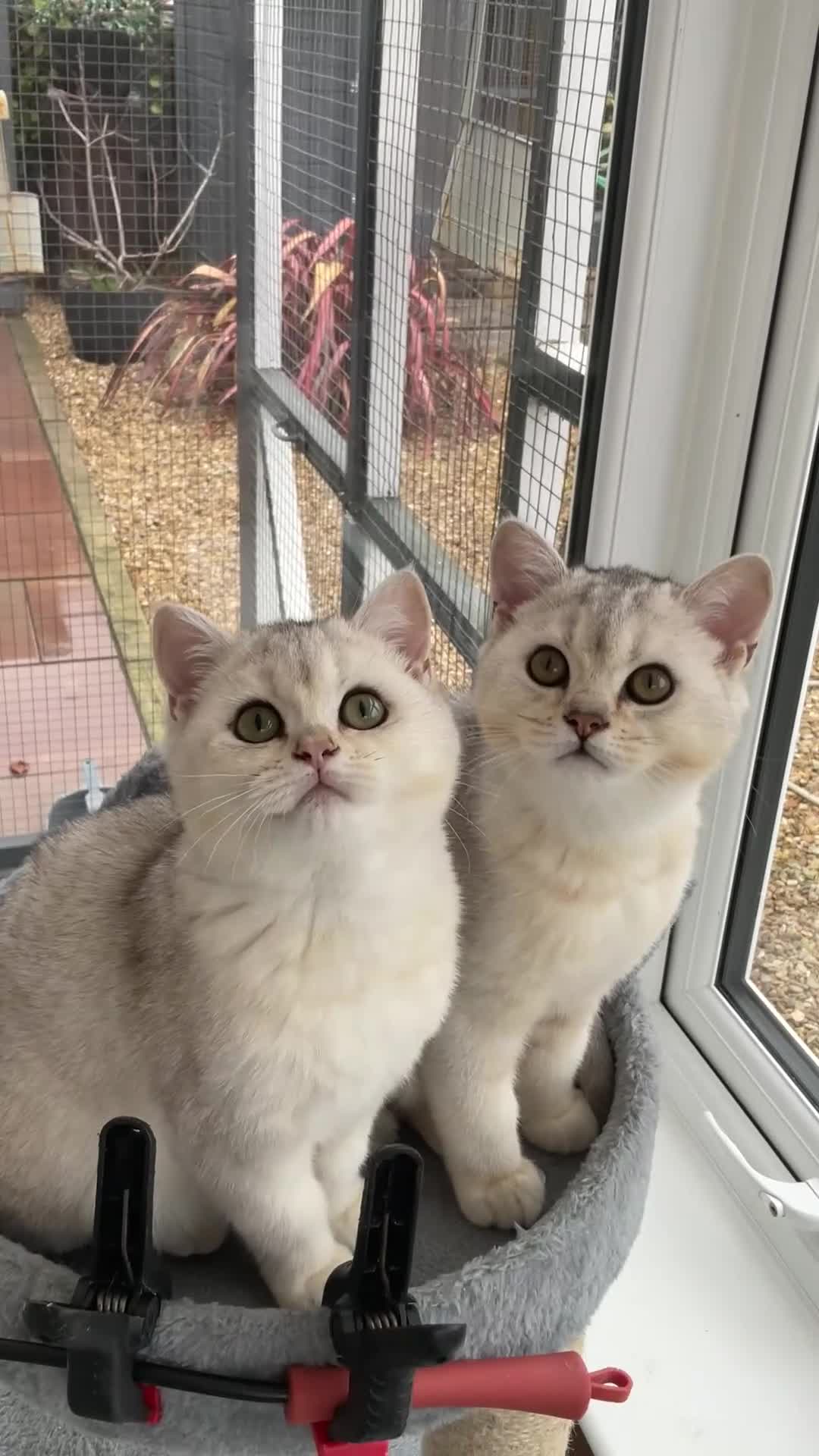 British Shorthair cats for sale: Black Silver Tipped  - Video 1