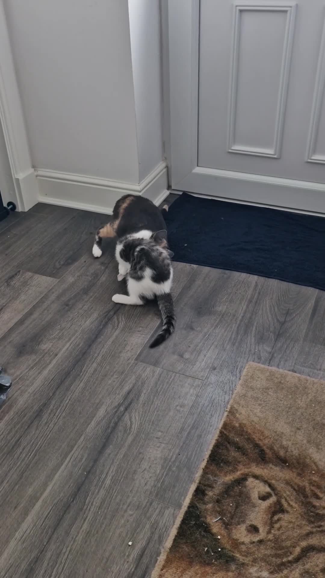 British Shorthair cats for sale: Bengal cross BSH stunning friendly boy  - Video 1