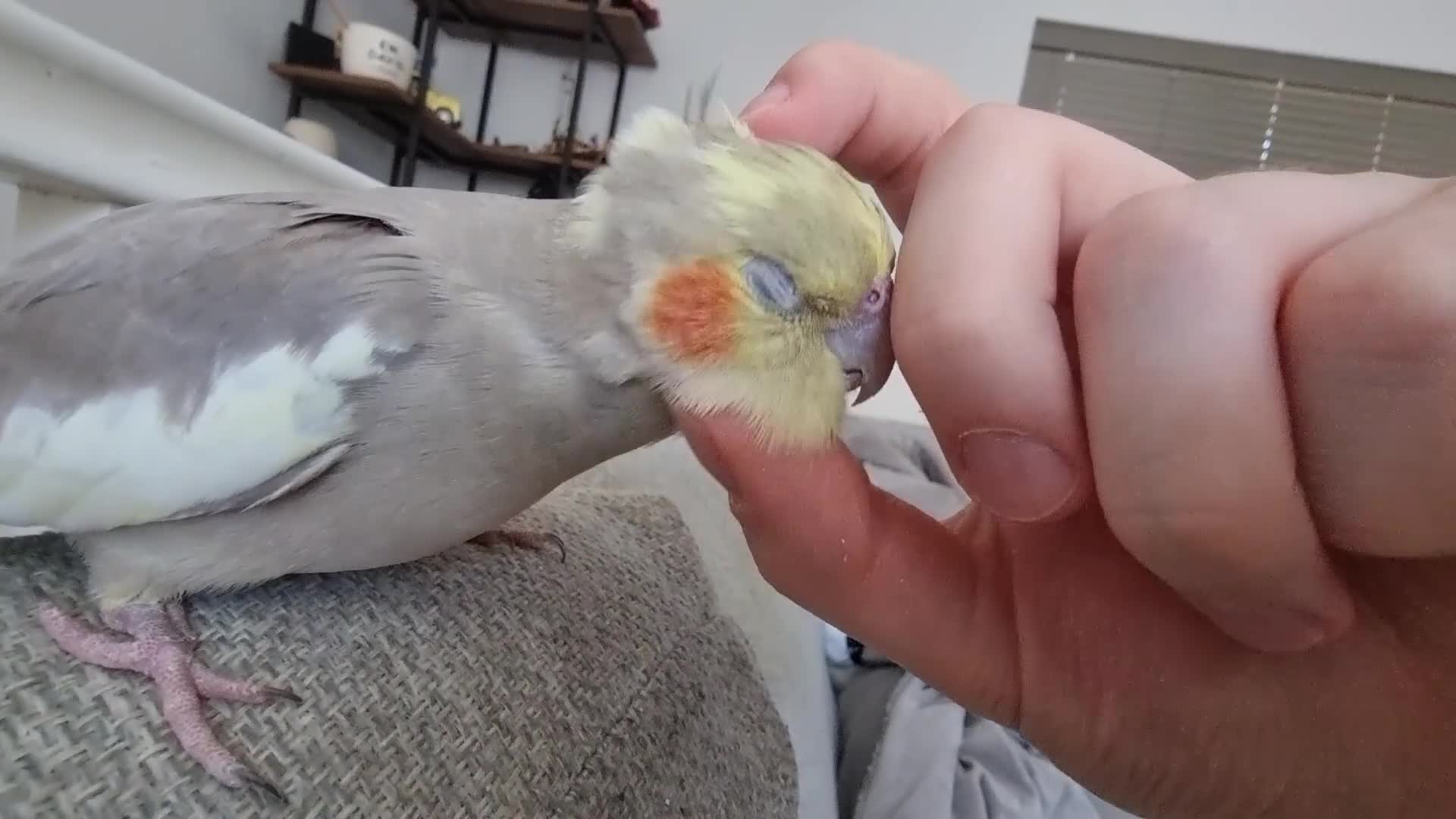 Cockatiels birds for sale: Hand tame and friendly Cockatiel – Minky in Purfleet - Video 1