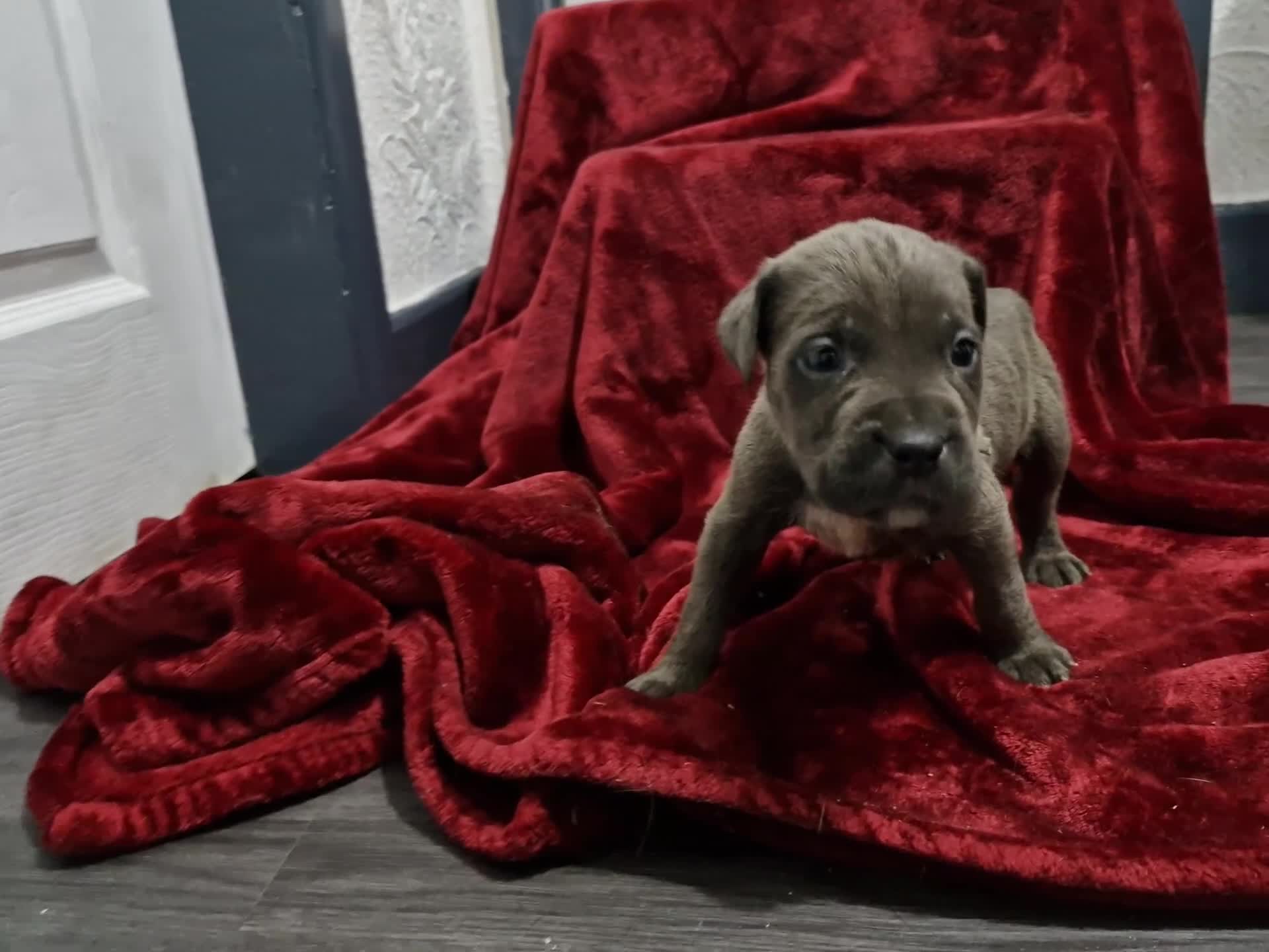 Cane Corso dogs for sale: 10 beautiful Cane Corso puppies - Video 2