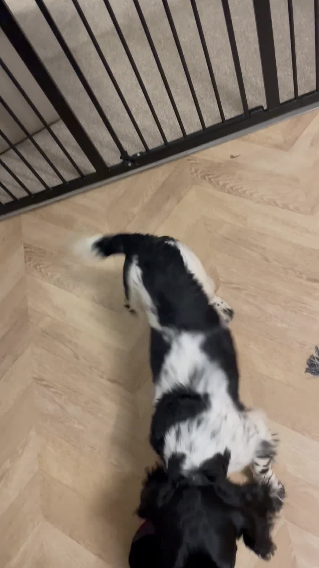 English Springer Spaniel dogs for sale: Purebred Springer spaniel  - Video 1