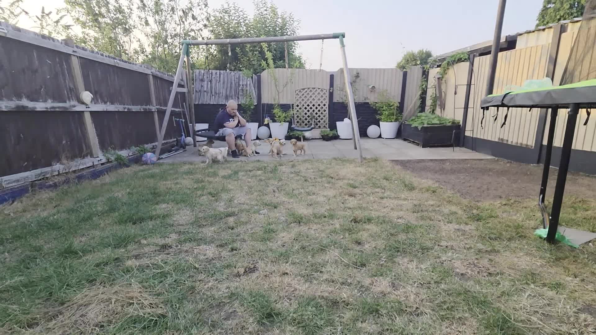 Labradoodle dogs for sale: Standard Multigeneration Labradoodle Backcross - Video 3