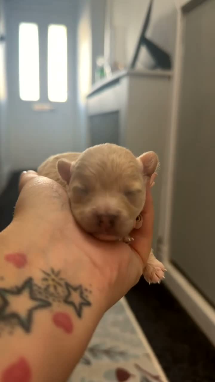 Maltipoo dogs for sale: 🩷Tiny Maltipoo,KC dna health clear parents 🥰 - Video 1