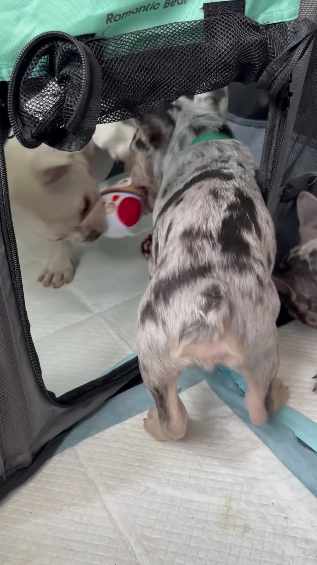 French Bulldog dogs for sale: French Bull Dog Puppies! - Video 1