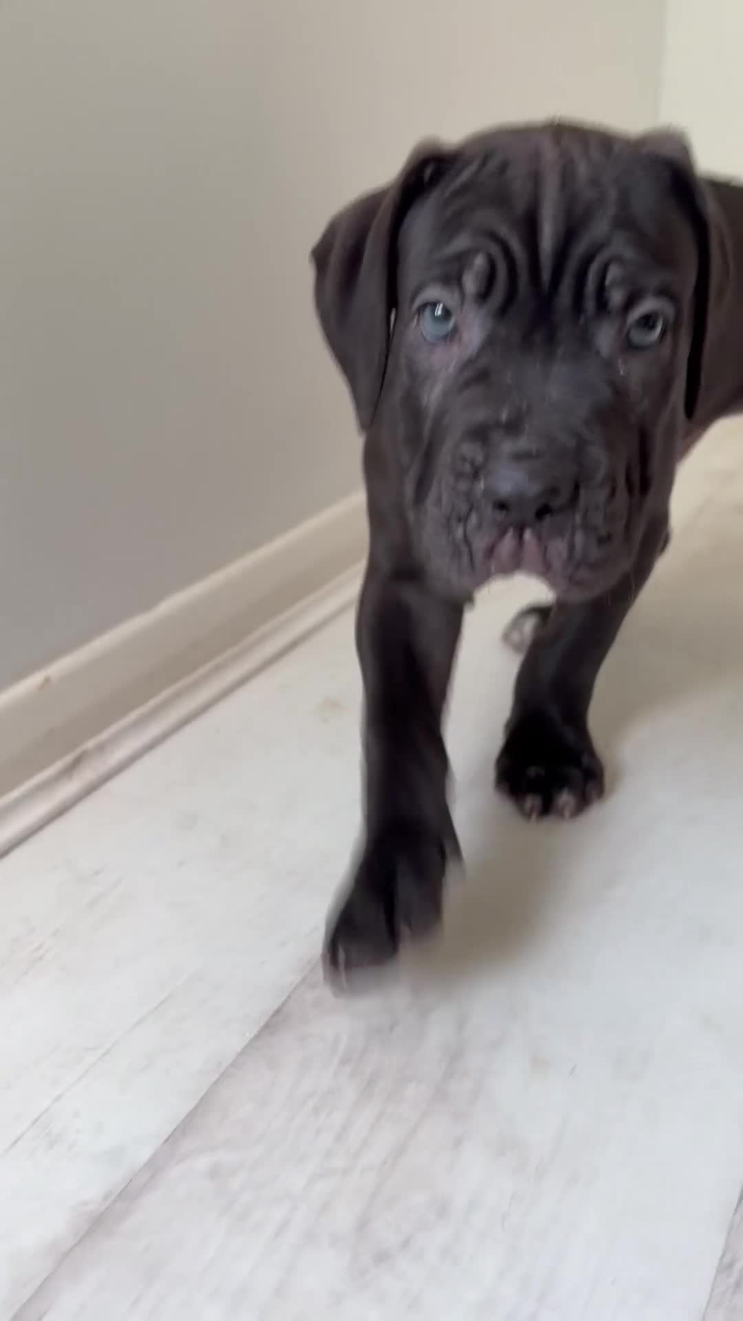 Cane Corso dogs for sale: BEAUTIFUL CANE CORSO puppies. PROTECTION+FAMILY - Video 2