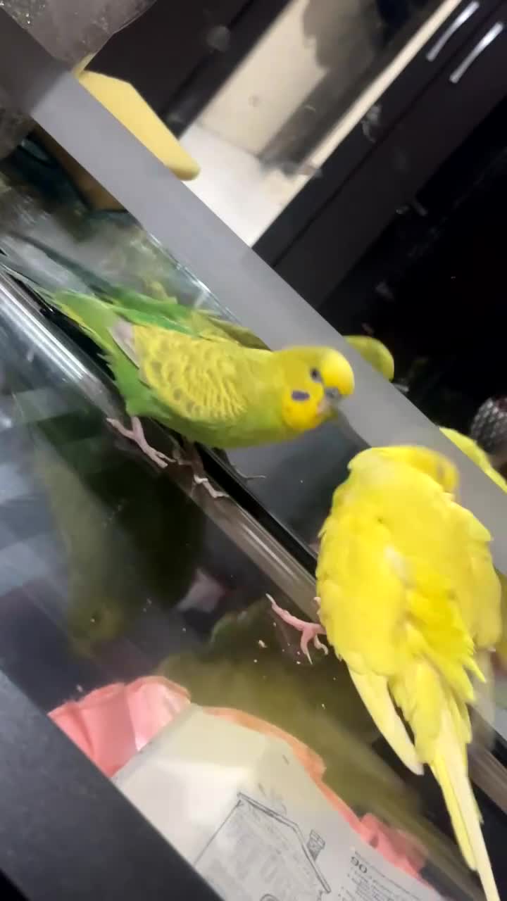 Budgerigars birds for sale: 2 beautiful buggies for sale  - Video 3