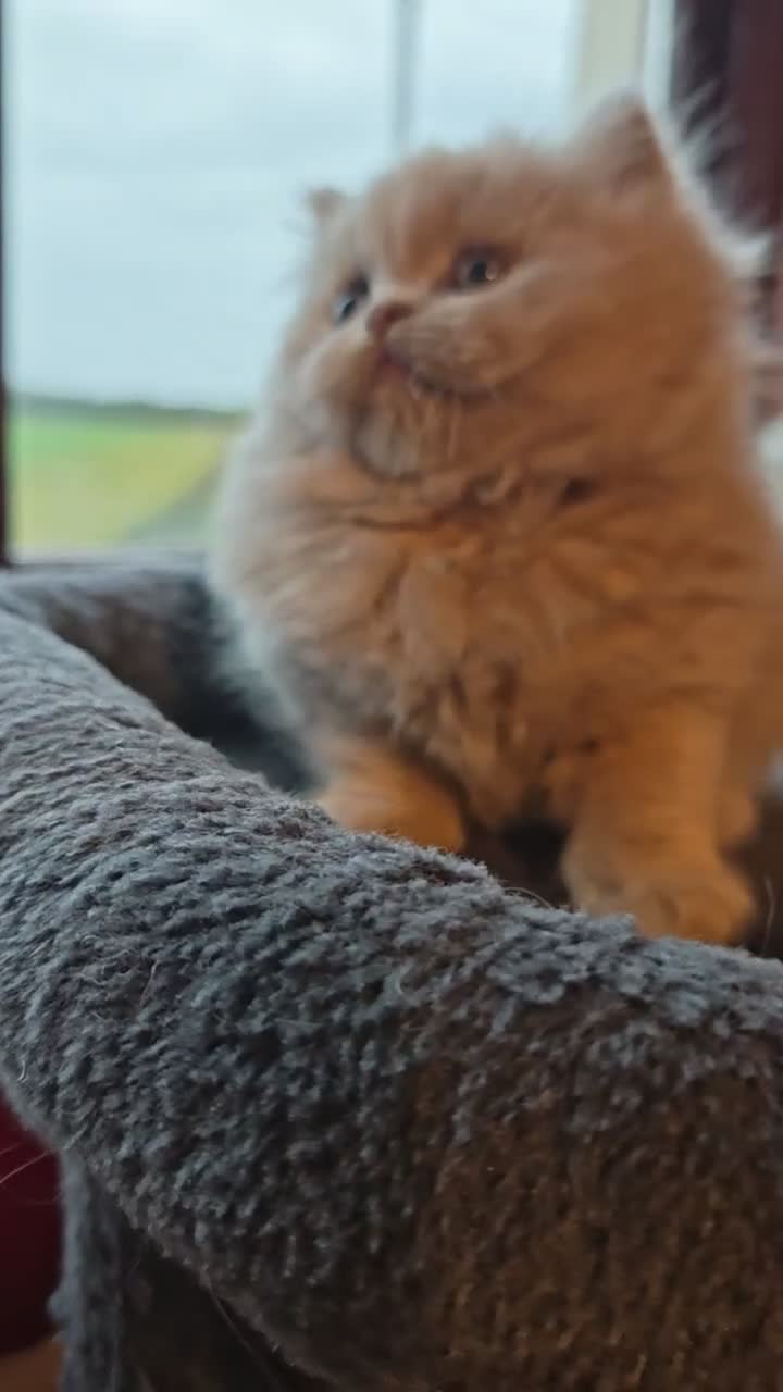 British Longhair cats for sale: British Longhair fawn boy available  - Video 1