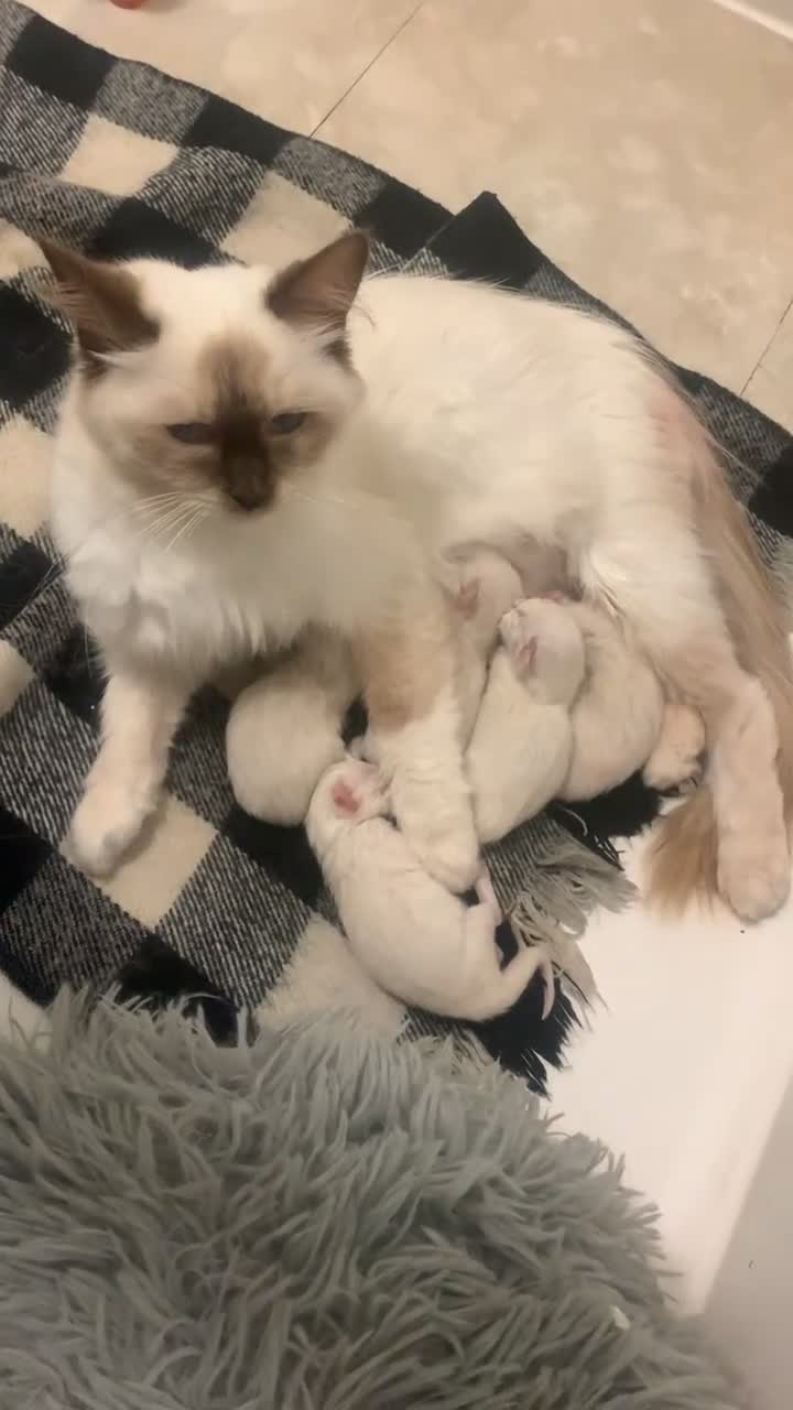 Ragdoll cats for sale: 5 RAGDOLL kittens for sale £400 - Video 3