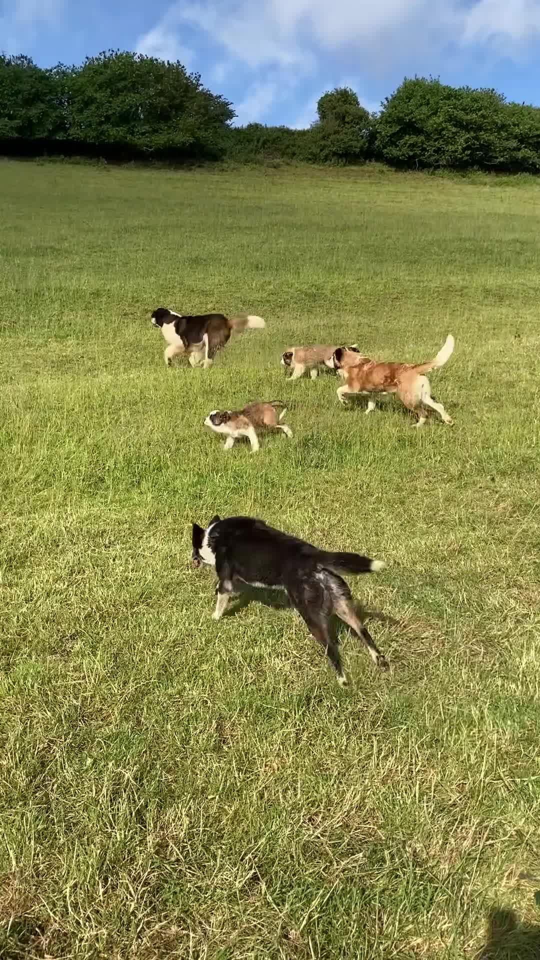 Saint Bernard dogs for sale: Pups from HIP & ELBOW scored parents  - Video 2
