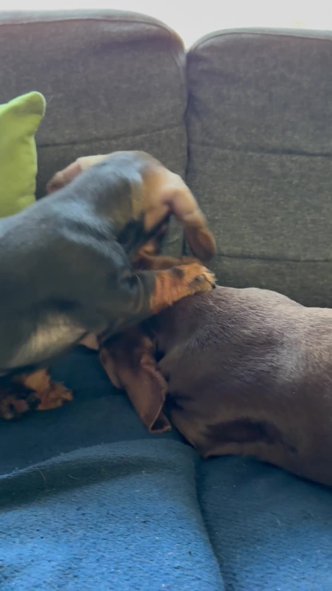 Dachshund dogs for sale: Stand.Wire Haired Dach.(1 girl ready to go) - Video 1