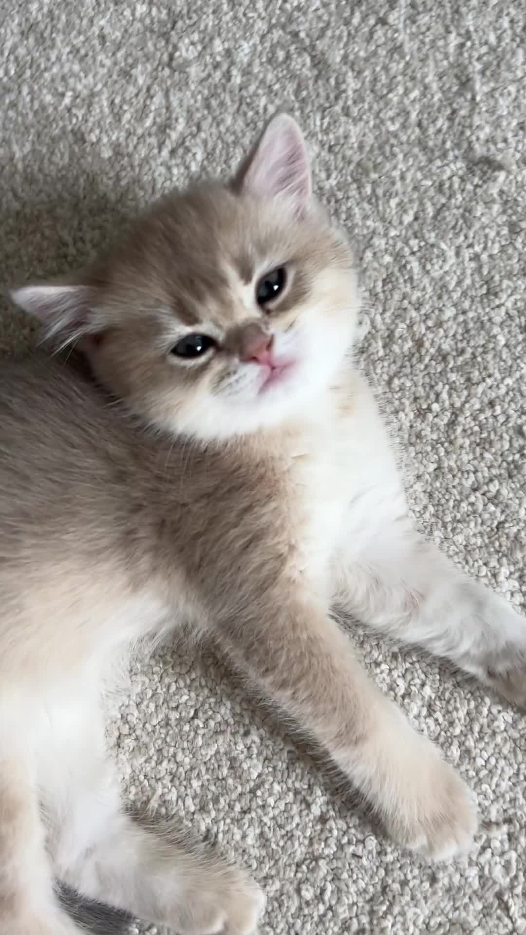 British Shorthair cats for sale: Ready now gorgeus Golden British SH male kitten - Video 4
