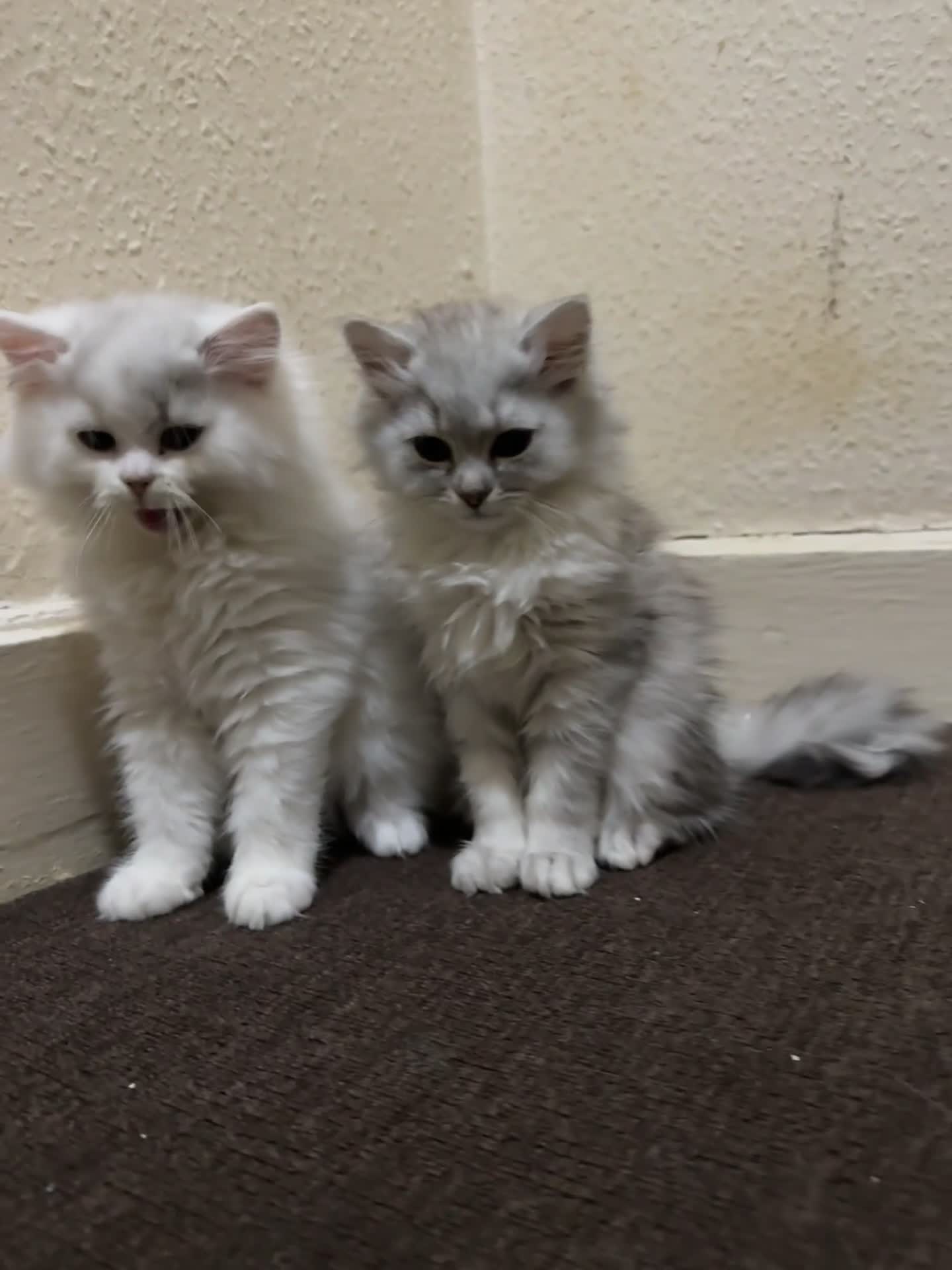 Persian cats for sale: Persian Chinchilla Kittens - Video 3