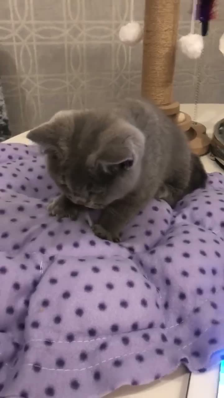 British Shorthair cats for sale: Stunning Full pedigree BSH KITTENS ( GCCF REG )  - Video 4