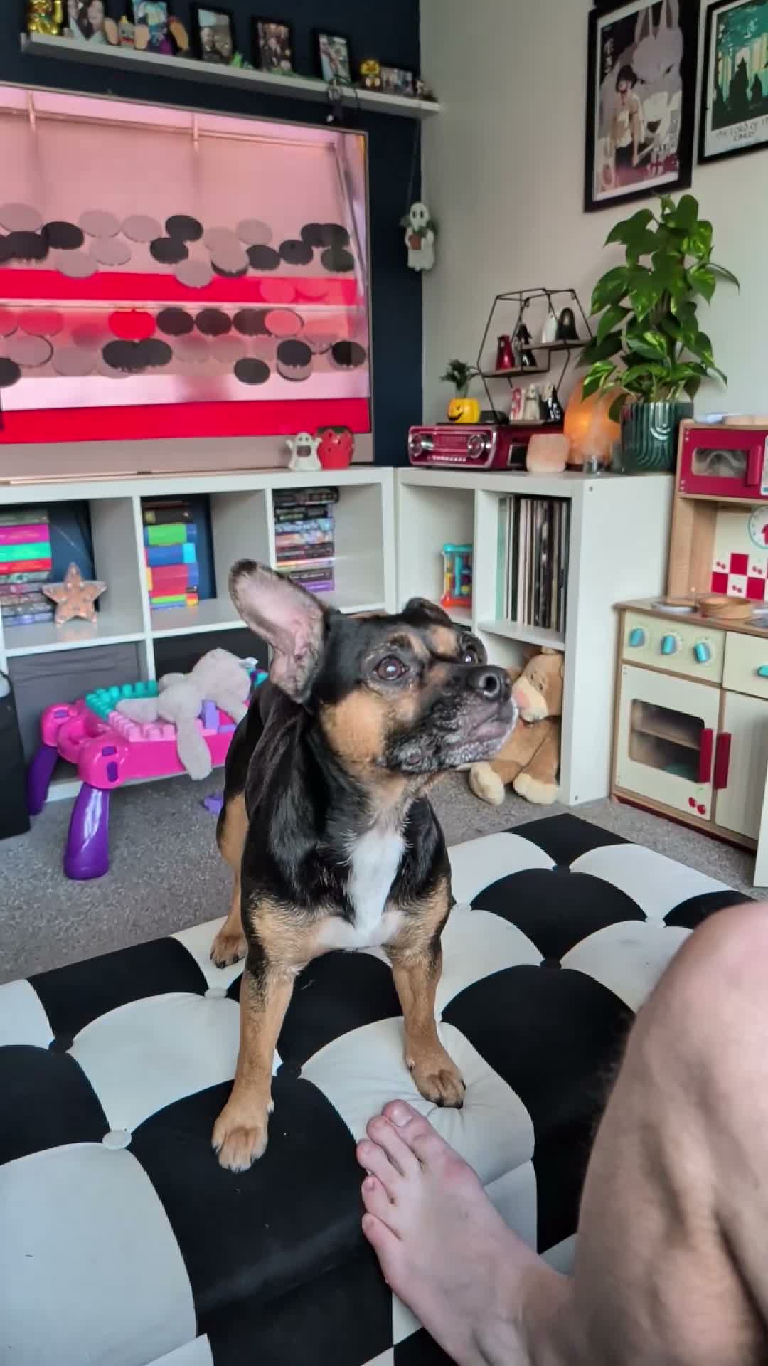 Mixed Breed dogs for sale: Piper - Beautiful loving dog in need of a new home - Video 1