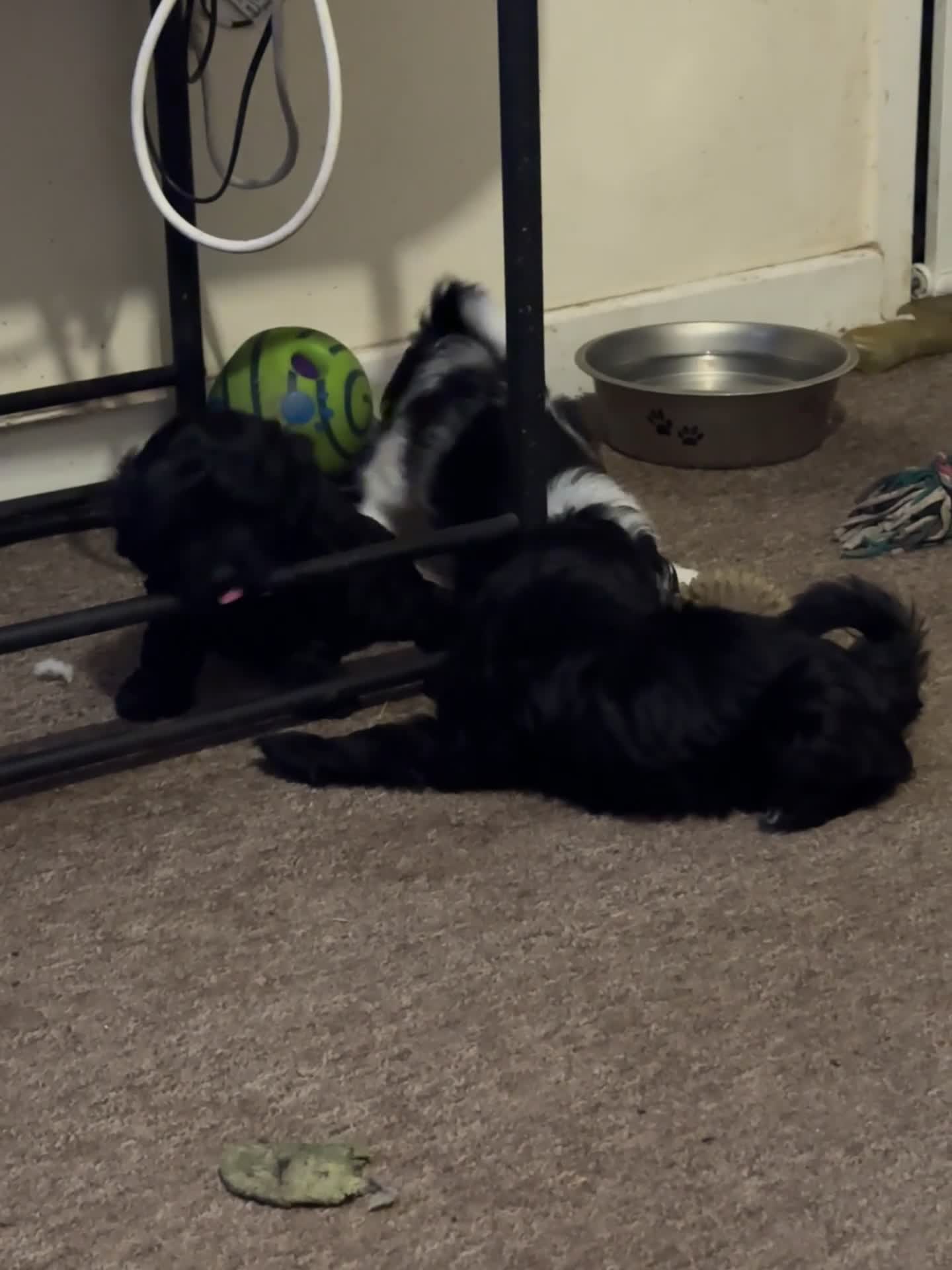 Mixed Breed dogs for sale: Springer-Poo puppies READY NOW. - Video 1