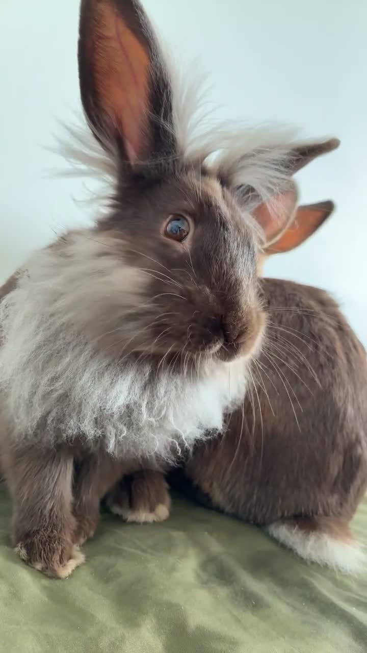 Springador dogs for sale: 2 baby bunnies   - Video 1