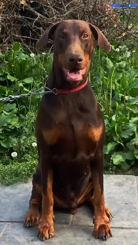 Dobermann dogs for stud: King Zeus-Ready for Stud in West Wickham - Video 1