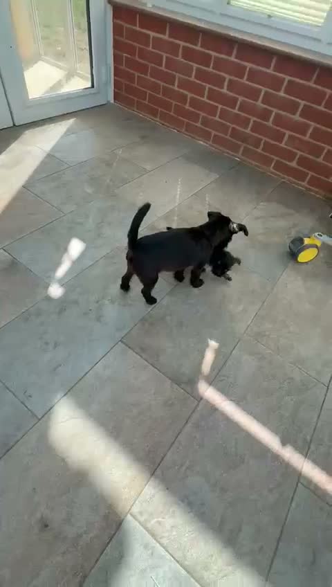 Griffon Bruxellois dogs for sale: Griffon bruxellois girl for sale  in Sittingbourne - Video 1