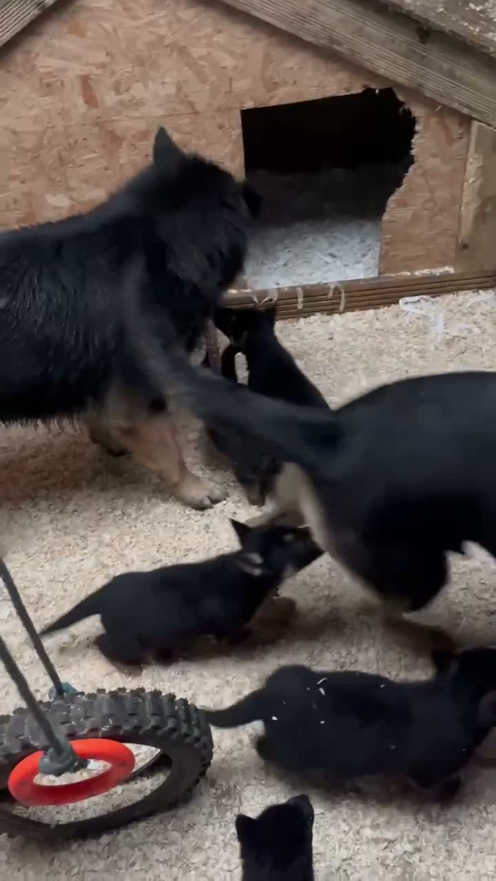 German Shepherd dogs for sale: 🐾 Black & Tan German Shepherd Puppies 🐾 - Video 1