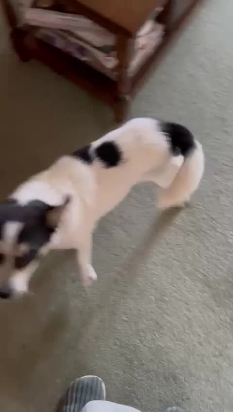 Mixed Breed dogs for adoption: Gorgeous Dylan needs a home! - Video 1