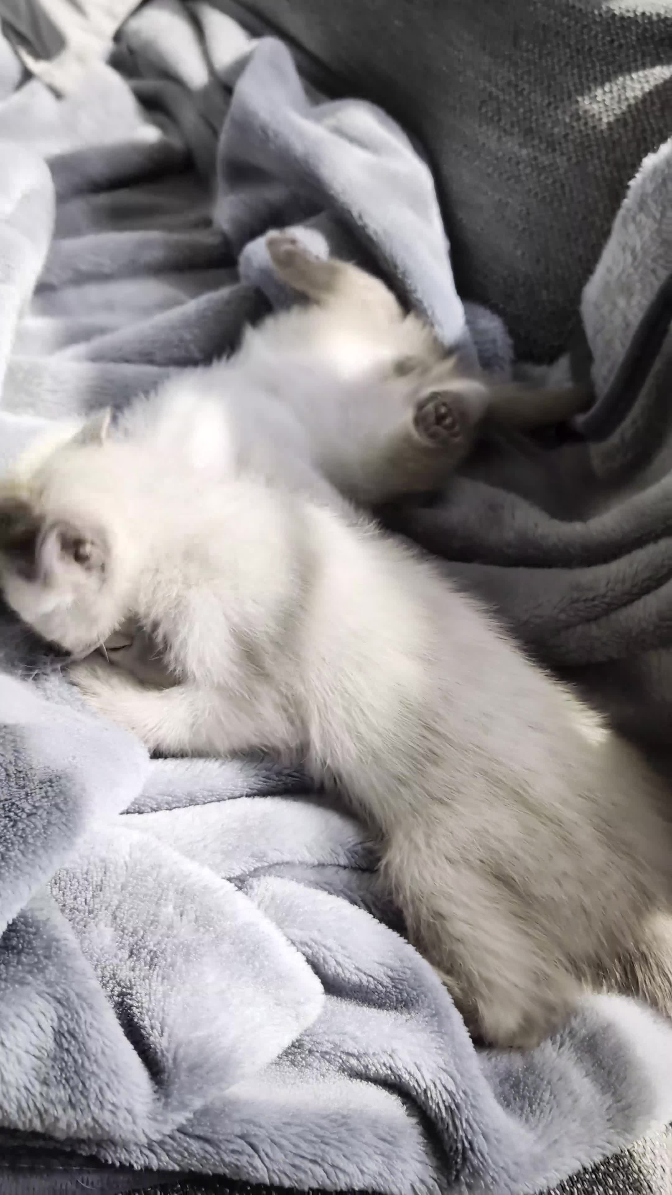 Ragdoll cats for sale: Two shorthaired Ragdolls - Ready now  - Video 1
