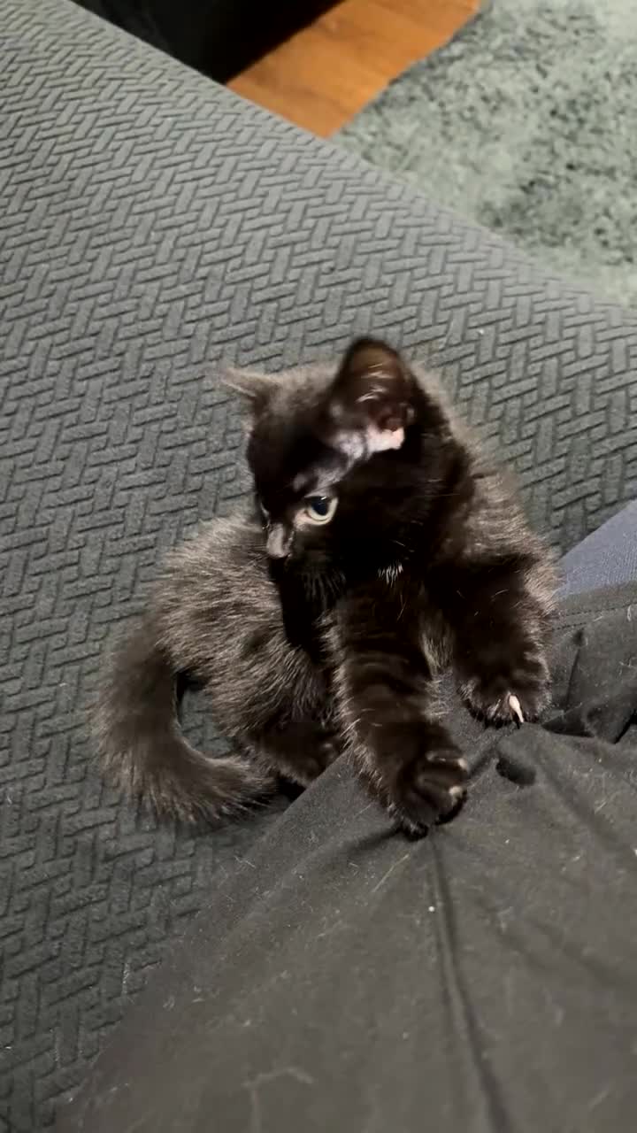 Mixed Breed cats for sale: Black Kitten  - Video 1