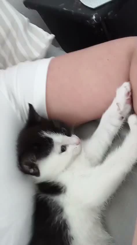 Domestic Shorthair cats for sale: Ready to leave 8 week old kittens  in Bolton - Video 1