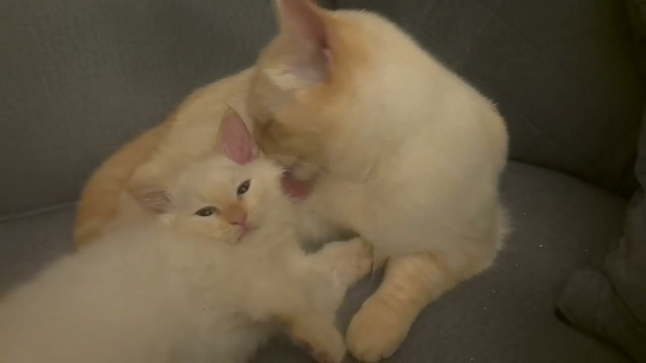 Ragamese cats for sale: Flame Point Ragamese Kittens in Accrington - Video 2