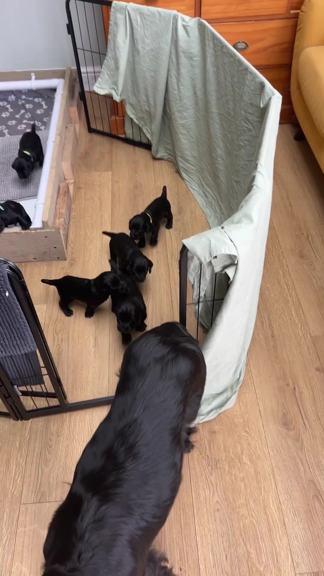 Cocker Spaniel dogs for sale: Beautiful litter of 9 working cocker spaniel pups  - Video 3