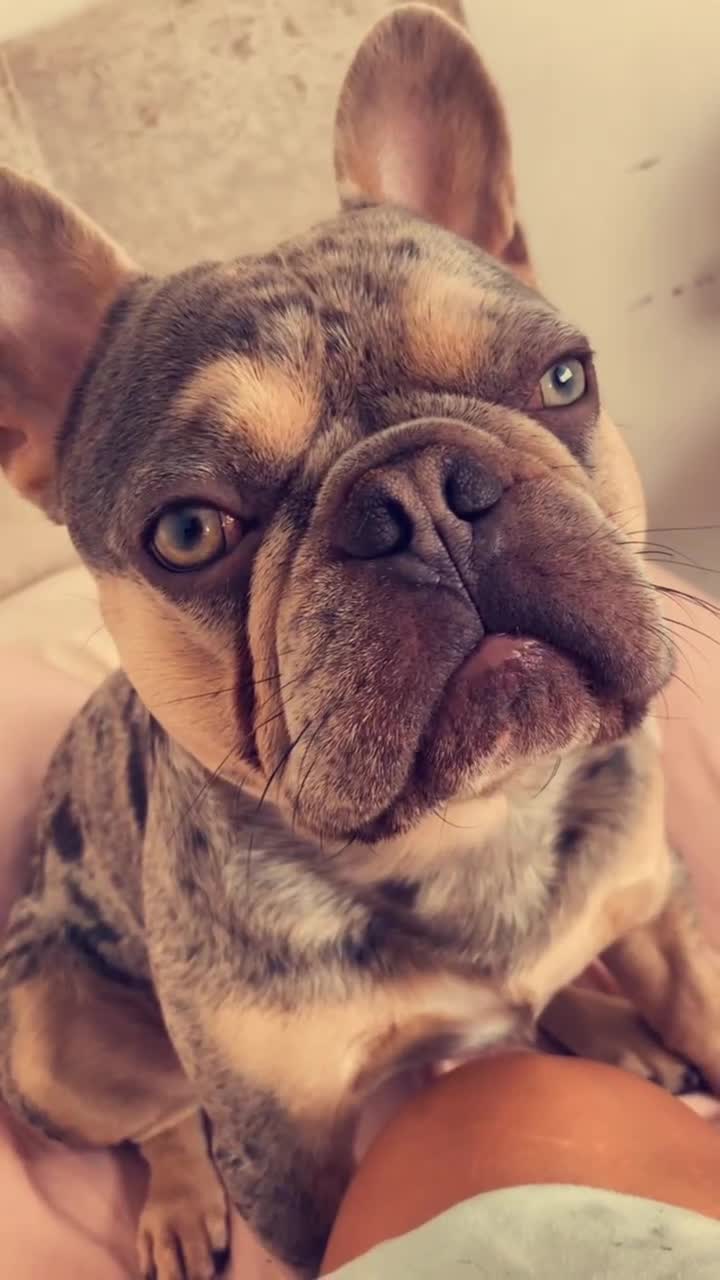 French Bulldog dogs for sale: french bulldog  - Video 1