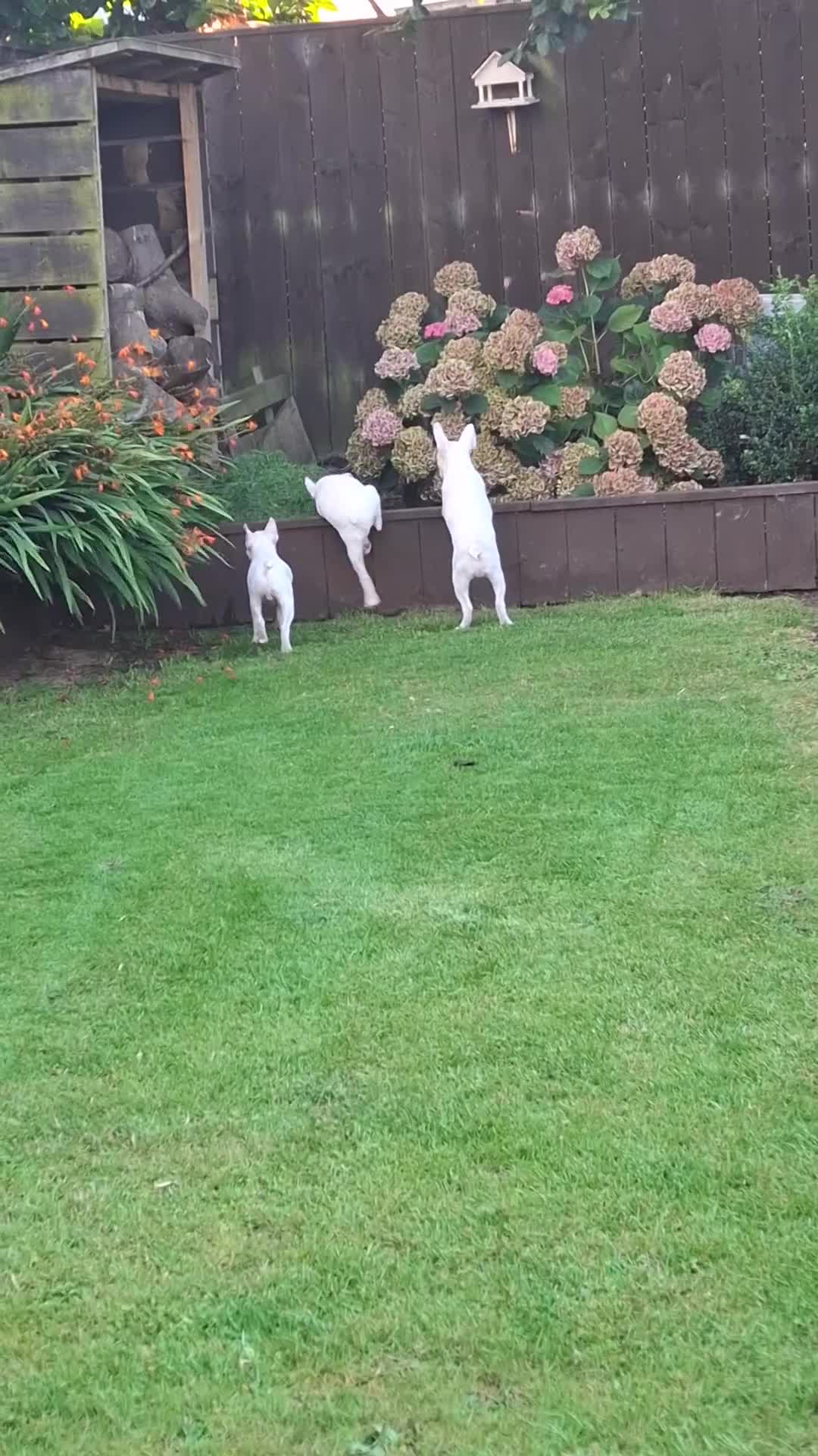 Boston Terrier dogs for sale: 1 Available Reduced Rare Boston Terriers Boys.  - Video 1