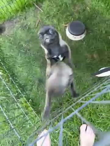 Pug dogs for sale: Pug puppies  - Video 1