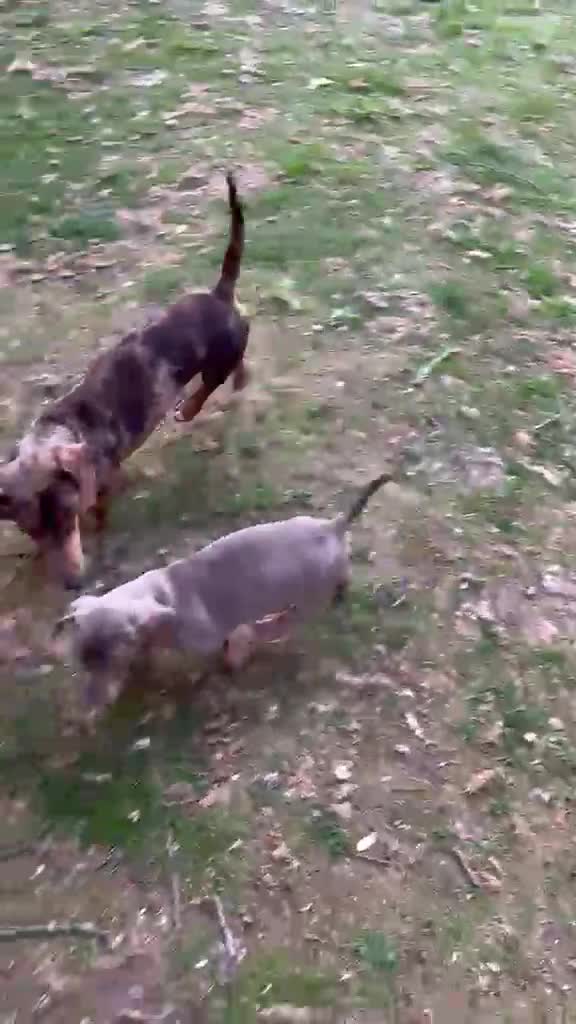 Dachshund dogs for sale: Dachshund (Boy) in High Wycombe - Video 2