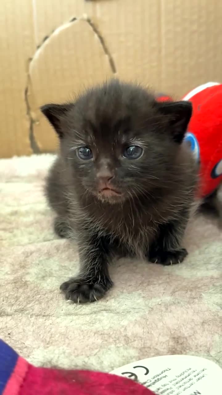 Mixed Breed cats for sale: 4 kittens for sale  - Video 4