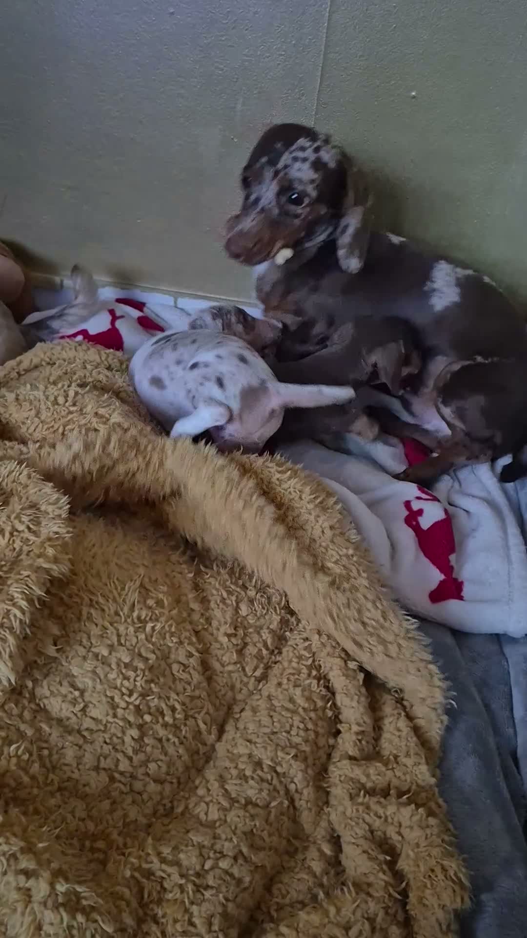 Miniature Dachshund dogs for sale: Miniature dachshund  - Video 2