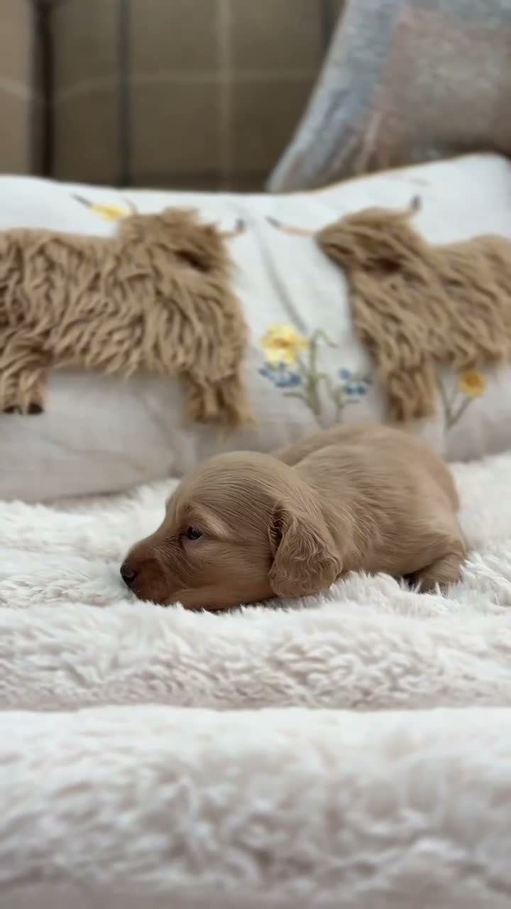 Miniature Dachshund dogs for sale: KC CREAM MINIATURE DACHSHUNDS🤍🐾 - Video 1