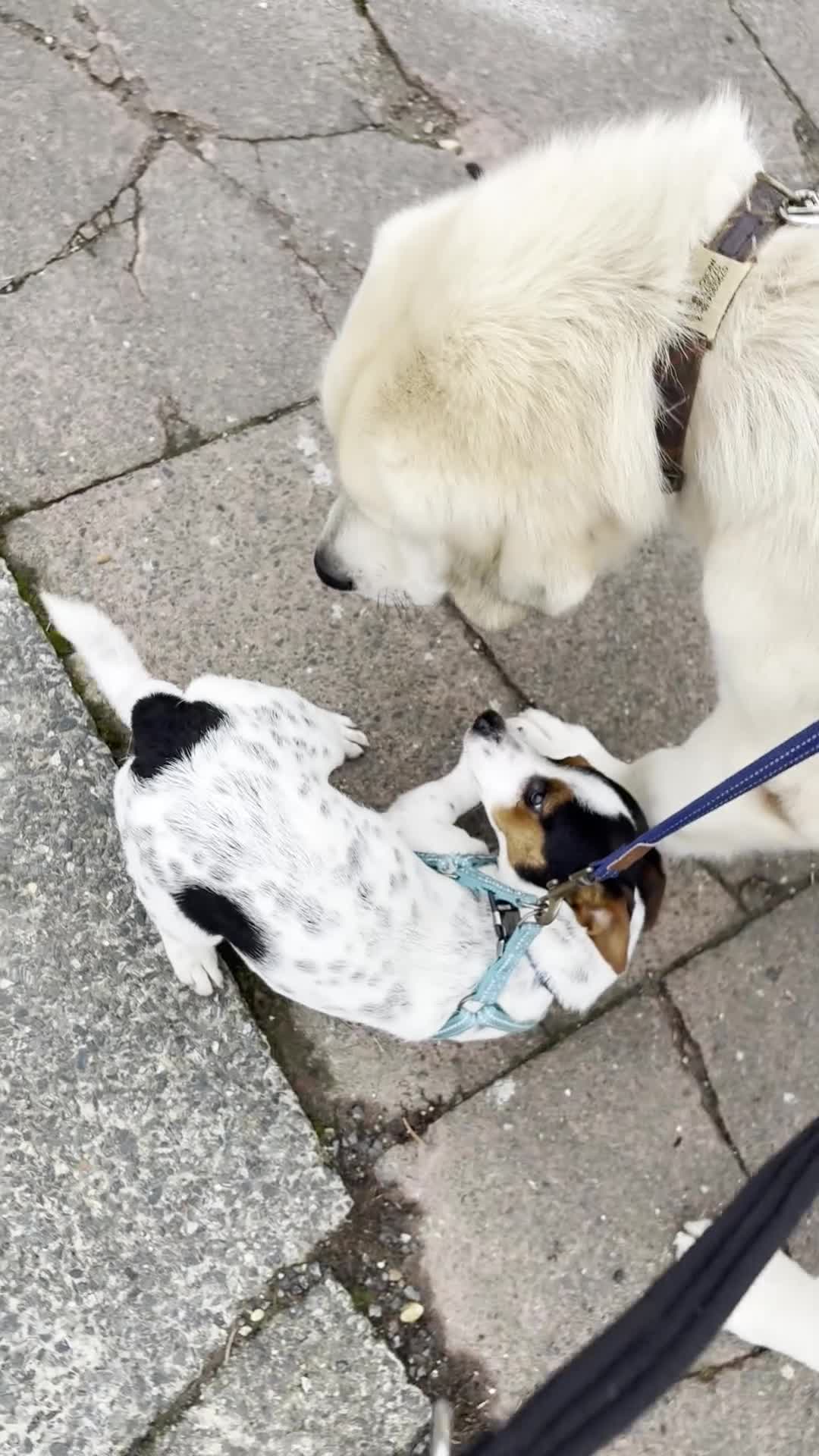 Mixed Breed dogs for sale: Gorgeous goofy Asprouli looking for his home - Video 1