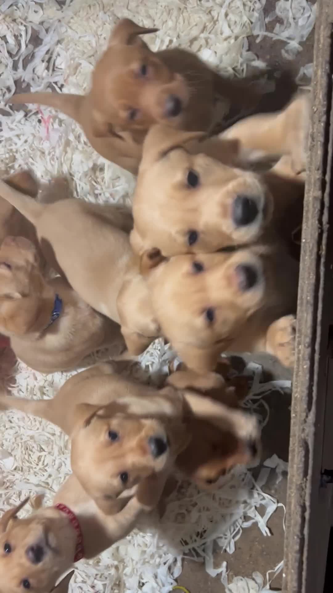 Labrador Retriever dogs for sale: Pure bred Labrador retriever pups  - Video 1